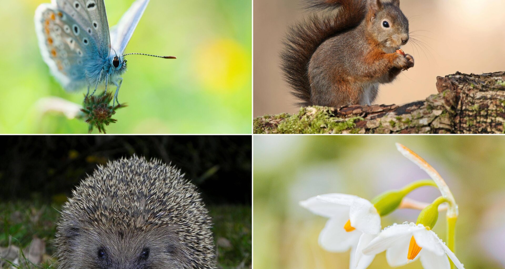 À Nice, participez au recensement de la biodiversité en ville pour aider à sa protection