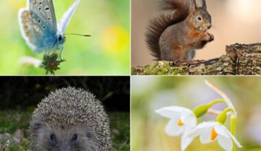 À Nice, participez au recensement de la biodiversité en ville pour aider à sa protection