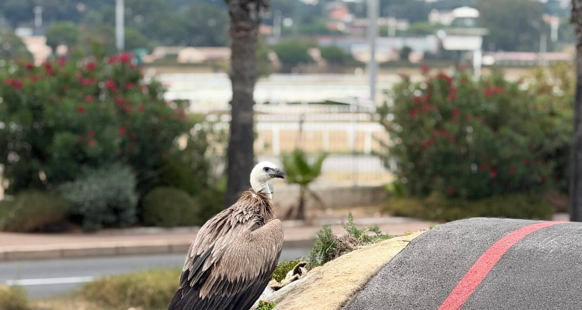 Un vautour s’égare, finit sa course sur le pumptrack puis se réfugie en haut d’un palmier à Cagnes-sur-Mer