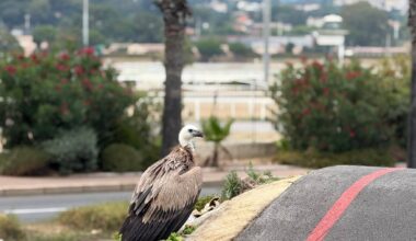 Un vautour s’égare, finit sa course sur le pumptrack puis se réfugie en haut d’un palmier à Cagnes-sur-Mer