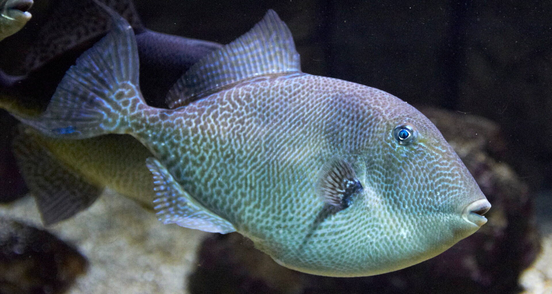 Un baigneur mordu par un poisson à Cannes