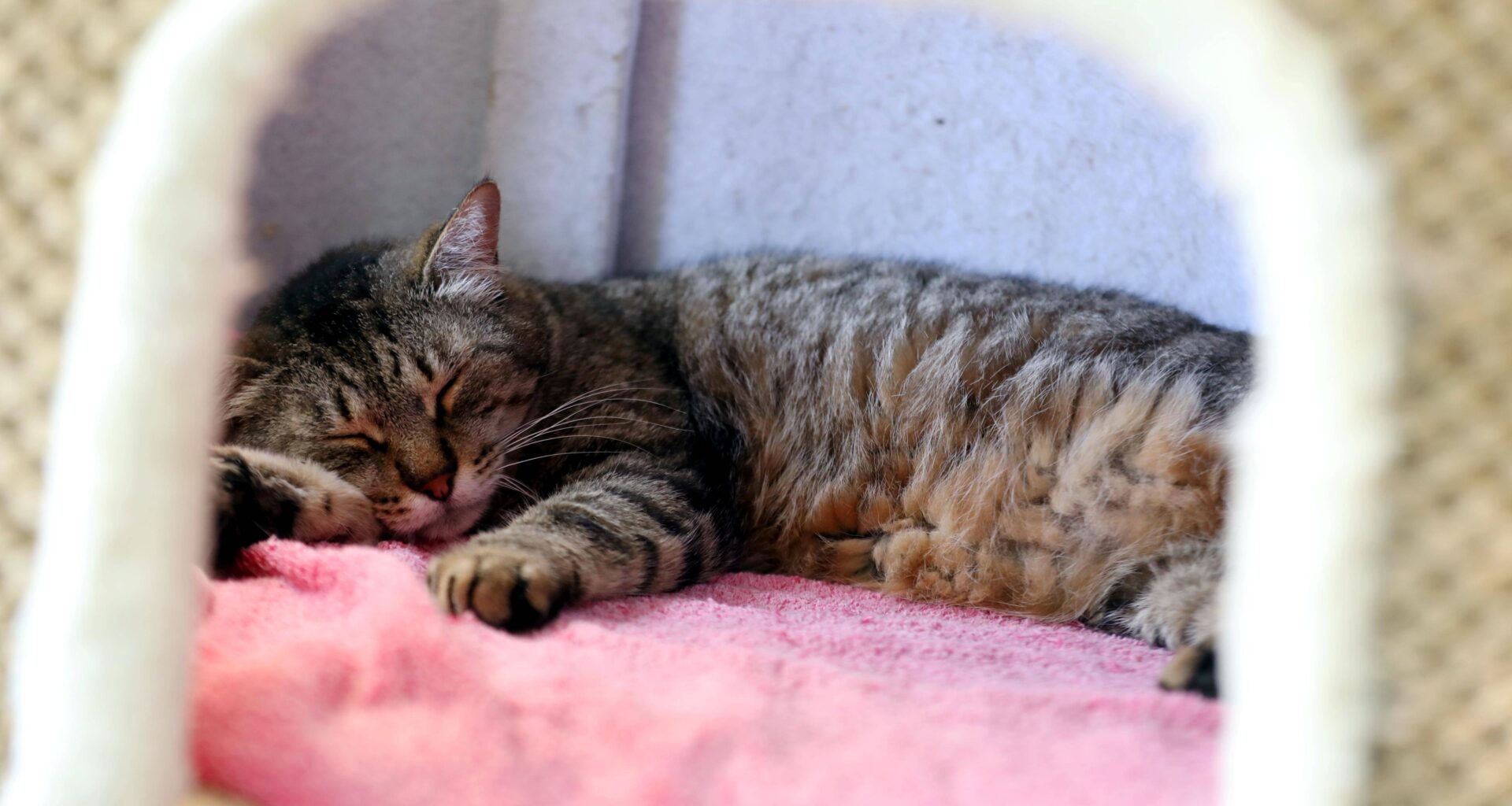 Un nouveau refuge pour chats s’installe à l'est des Alpes-Maritimes