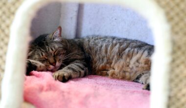 Un nouveau refuge pour chats s’installe à l'est des Alpes-Maritimes