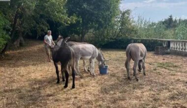 "J’ai trouvé quatre ânes qui divaguaient mais on ne trouve pas leur propriétaire": drôle de rencontre pour cette habitante de Nice