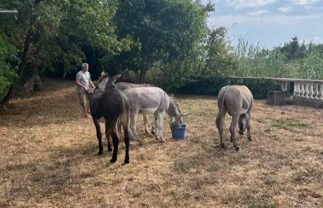 "J’ai trouvé quatre ânes qui divaguaient mais on ne trouve pas leur propriétaire": drôle de rencontre pour cette habitante de Nice