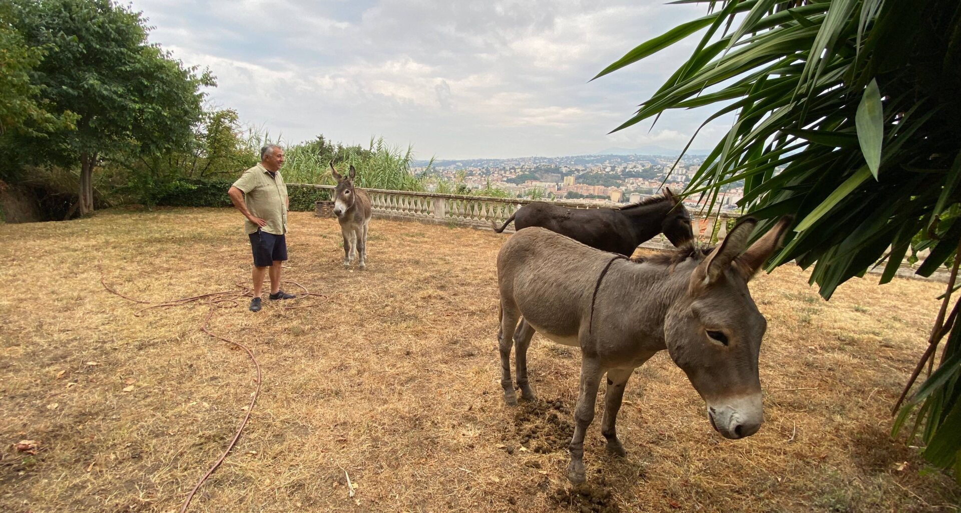 "Ils m’ont laissé des tas de crottin en souvenir": quatre ânes fugueurs ont passé la nuit dans le jardin d’un Niçois avant de regagner leur ferme