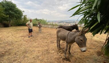 "Ils m’ont laissé des tas de crottin en souvenir": quatre ânes fugueurs ont passé la nuit dans le jardin d’un Niçois avant de regagner leur ferme