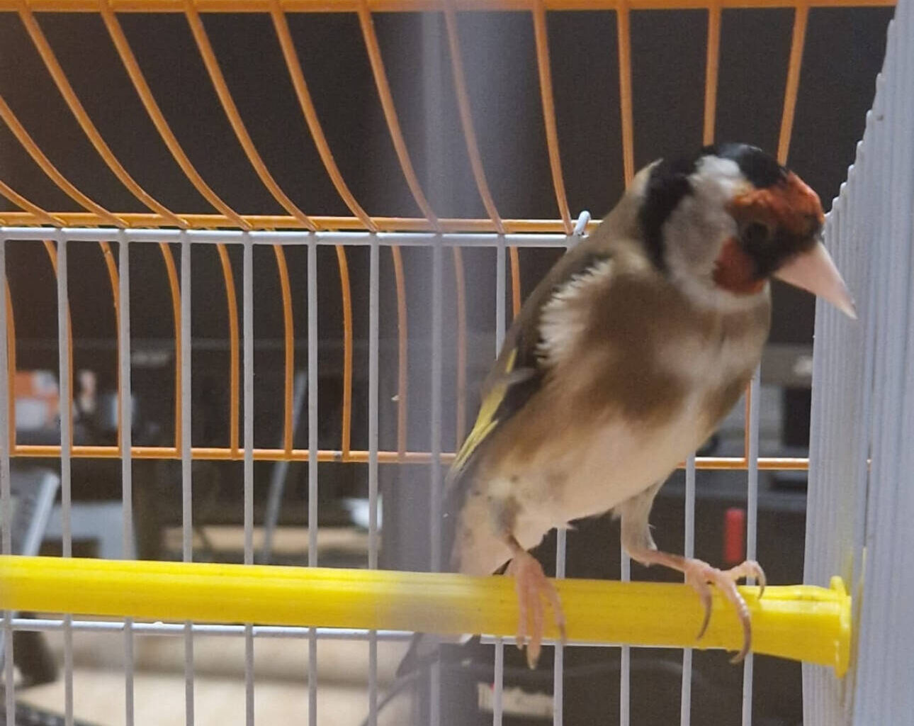Un trafic d’oiseaux protégés découvert par hasard à Nice, un homme placé en garde à vue