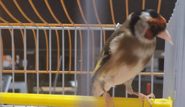 Un trafic d’oiseaux protégés découvert par hasard à Nice, un homme placé en garde à vue