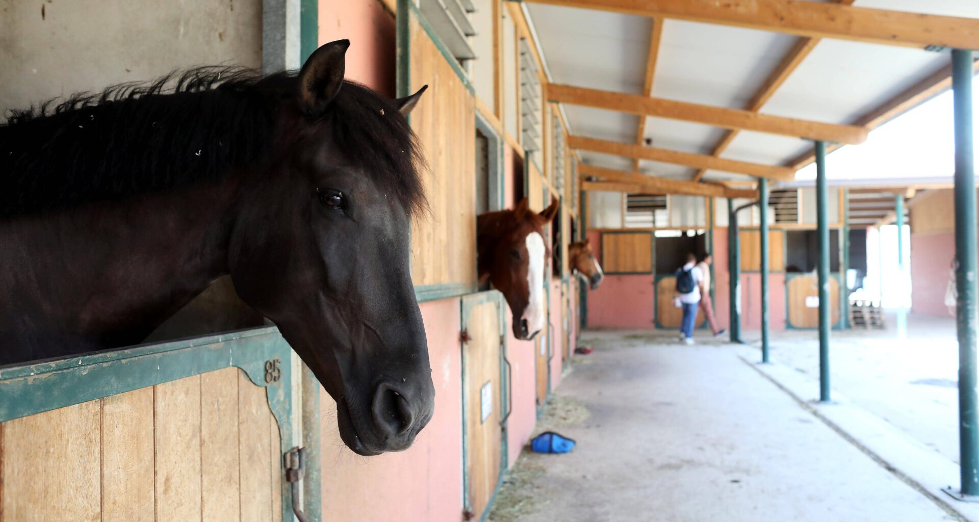 "Il n’est pas mort d’épuisement. Il travaillait 17 heures par mois en moyenne": la mort d’un cheval relance le débat des négligences au sein du club hippique de Nice