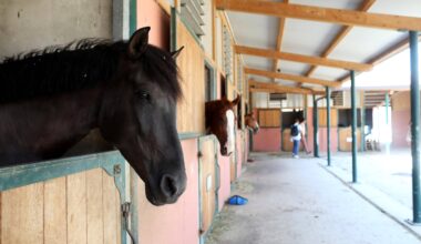 "Il n’est pas mort d’épuisement. Il travaillait 17 heures par mois en moyenne": la mort d’un cheval relance le débat des négligences au sein du club hippique de Nice