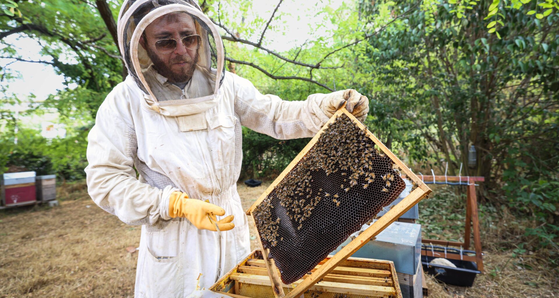 "On suit toute la vie de la communauté d’abeilles": à Antibes, un rucher école forme les apiculteurs amateurs et sensibilise à la biodiversité