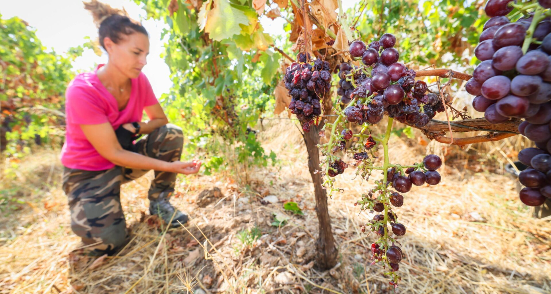 "Le cauchemar démarre début août": sangliers et pigeons ravagent les vignes de Bellet à Nice alors que débutent les vendanges