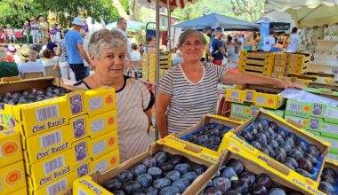 Fête de la figue: Solliès-Pont se prépare à célébrer la reine "violette"