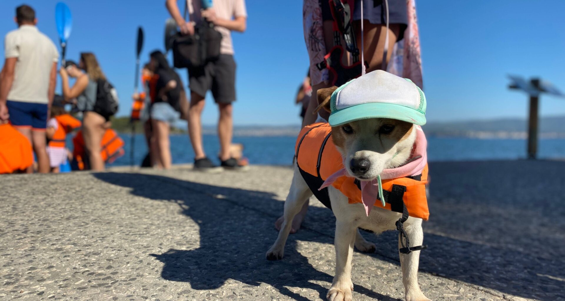 A Six-Fours, les chiens aussi prennent la mer