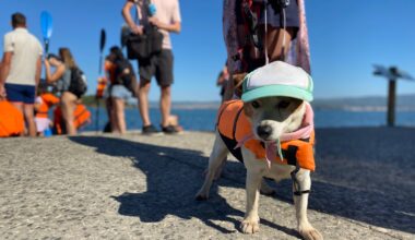A Six-Fours, les chiens aussi prennent la mer