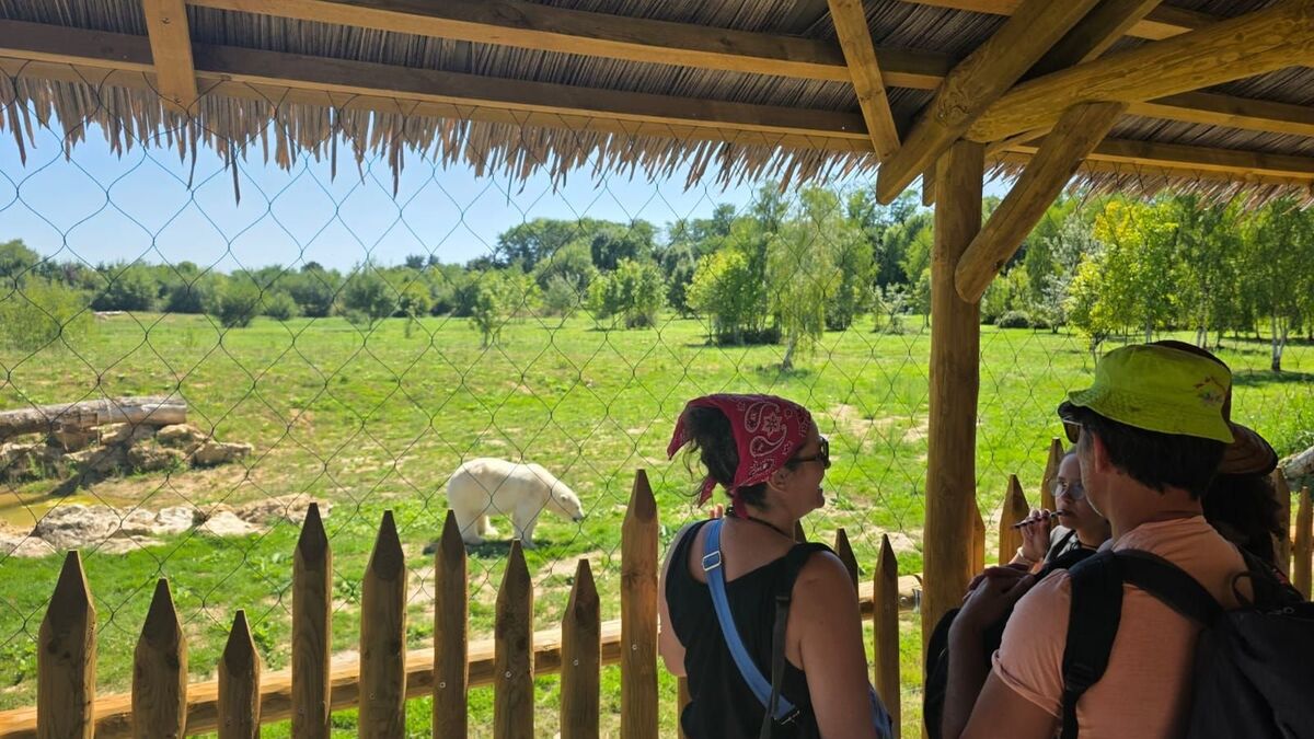 « Les seuls ours polaires visibles en Île-de-France » : le Lumigny Safari Reserve crée une zone Grand Nord