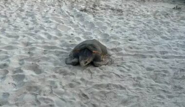 Un nouveau bébé tortue caouanne est né cette nuit à Sanary!