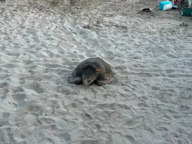 Un nouveau bébé tortue caouanne est né cette nuit à Sanary!