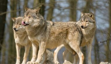 trois jeunes loups retrouvés morts par balle