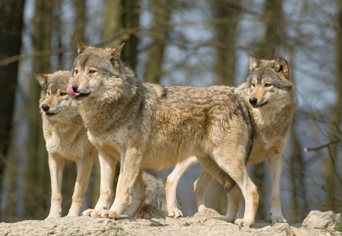 trois jeunes loups retrouvés morts par balle