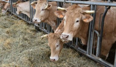 Une filière équitable viande bovine en Île-de-France avec l'ONG Max Havelaar