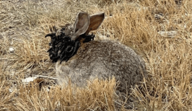 « Les lapins de l’horreur » : aux États-Unis, un virus fait pousser des « cornes » aux lapins