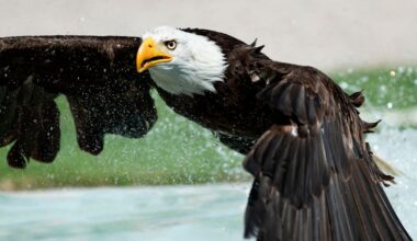 Le pygargue à tête blanche, symbole des Etats-Unis et nouvel alibi de Donald Trump pour s’attaquer aux éoliennes – Libération