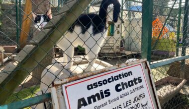 La SPA Saint-Etienne Loire lance un appel