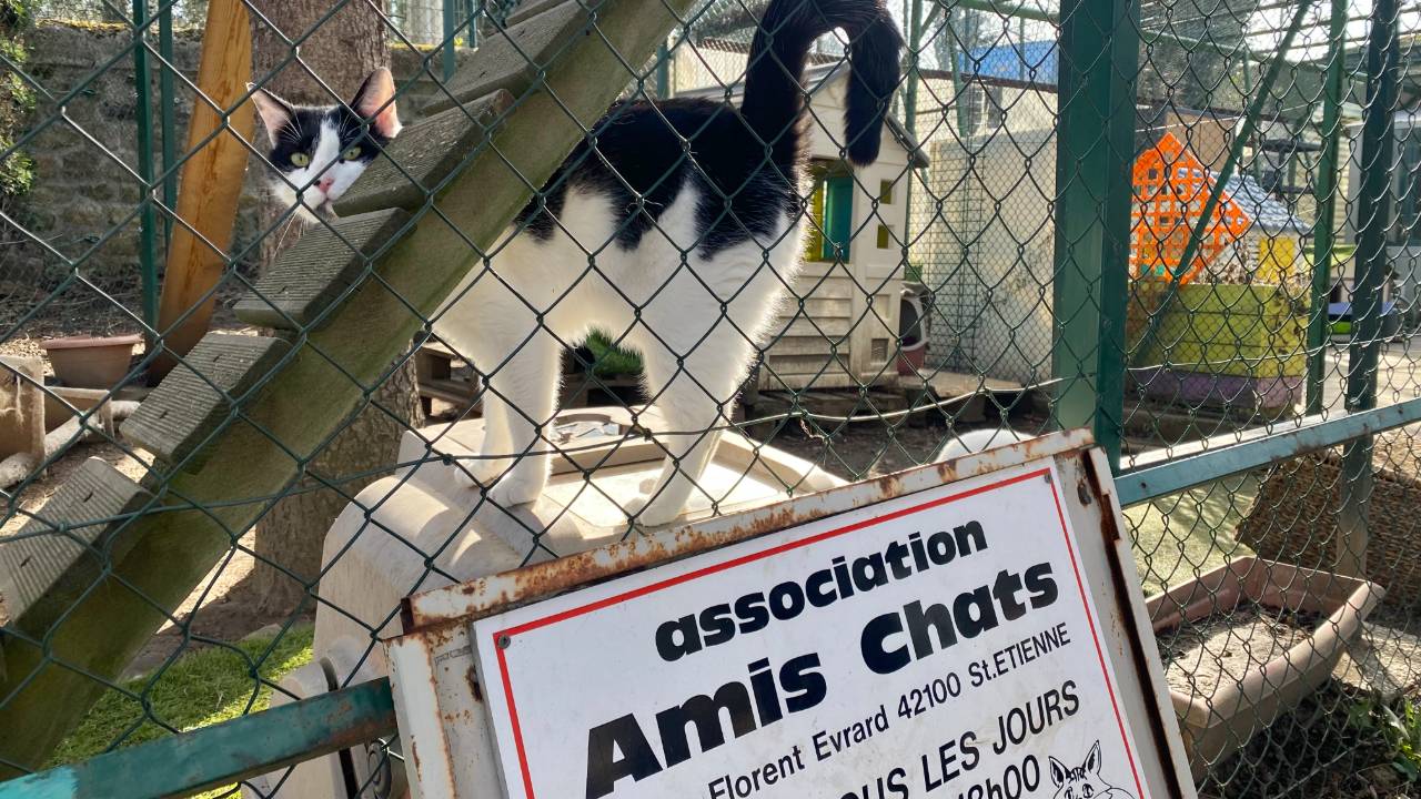 La SPA Saint-Etienne Loire lance un appel