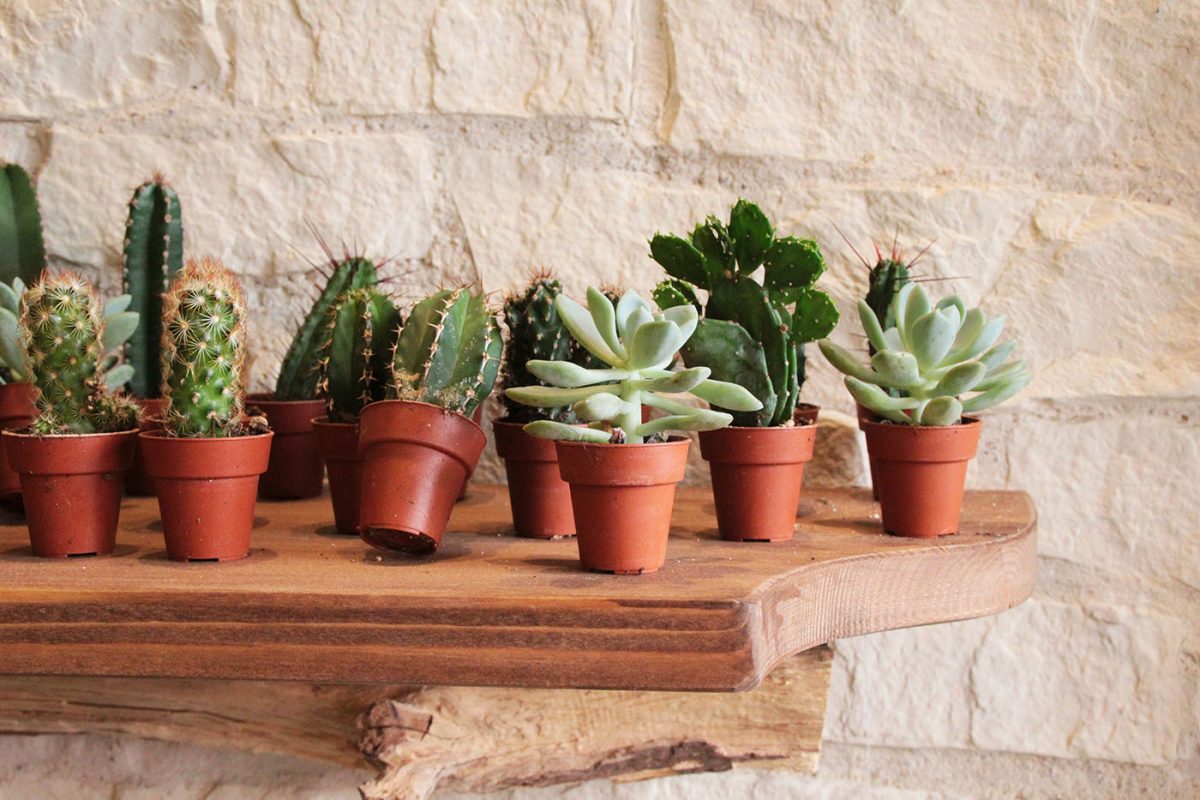 cactus nature plante