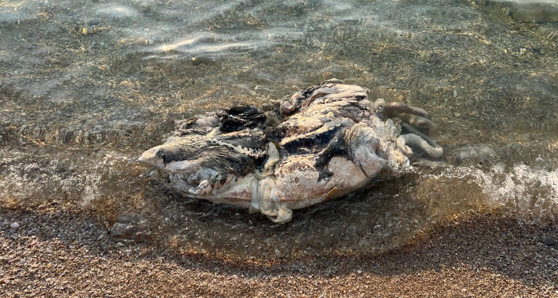 La dépouille d'une tortue échouée complique la vie des baigneurs depuis une semaine à Six-Fours