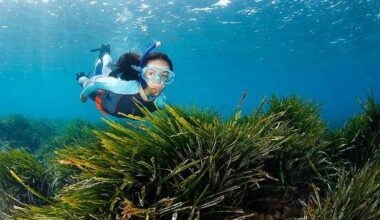 Explorez la beauté sous-marine de Villefranche-sur-Mer avec la randonnée palmée "Raconte-moi la mer"