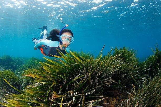 Explorez la beauté sous-marine de Villefranche-sur-Mer avec la randonnée palmée "Raconte-moi la mer"