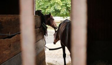Encore un cheval tué et quatre autres blessés près du Havre, la série de mutilations se poursuit en Seine-Maritime