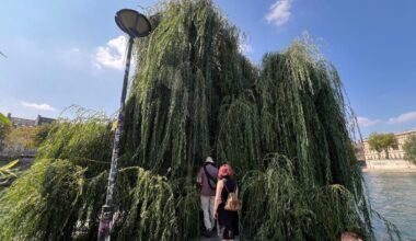 Âge, dimensions, esthétique… découvrez la carte interactive des arbres remarquables à voir à Paris