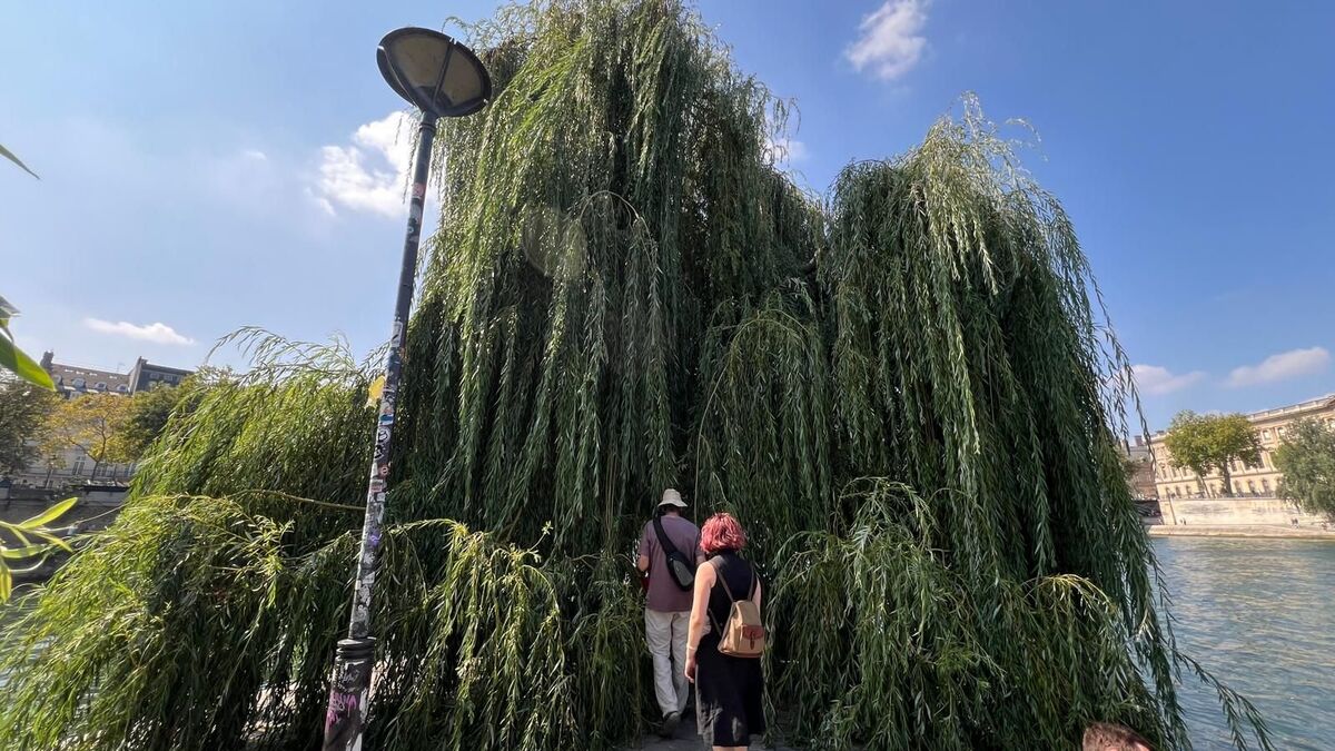 Âge, dimensions, esthétique… découvrez la carte interactive des arbres remarquables à voir à Paris
