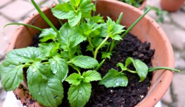 Jtiliaes9g 1753950550