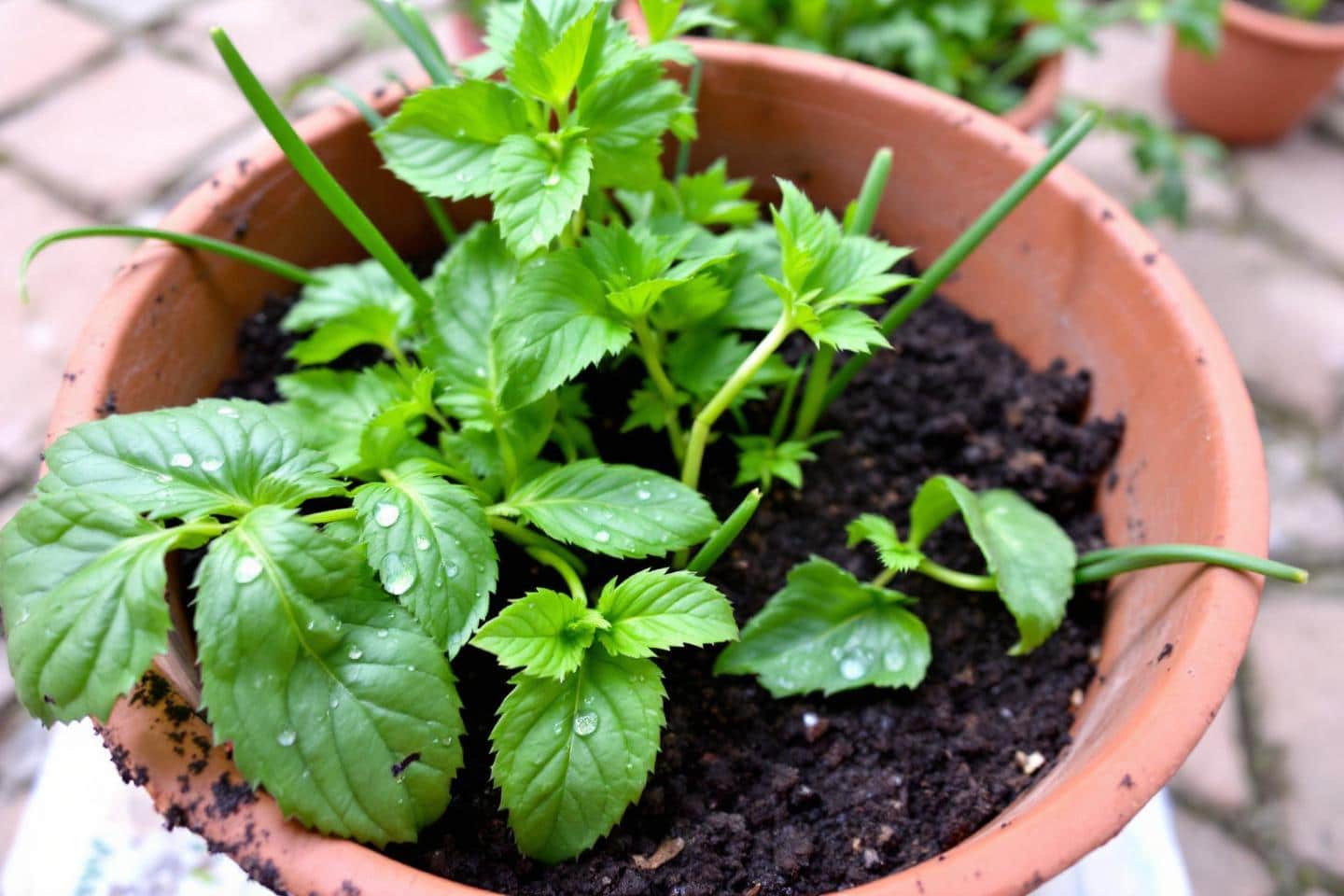 Jtiliaes9g 1753950550