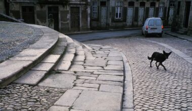 les rebuts revus d’Isabela Figueiredo – Libération