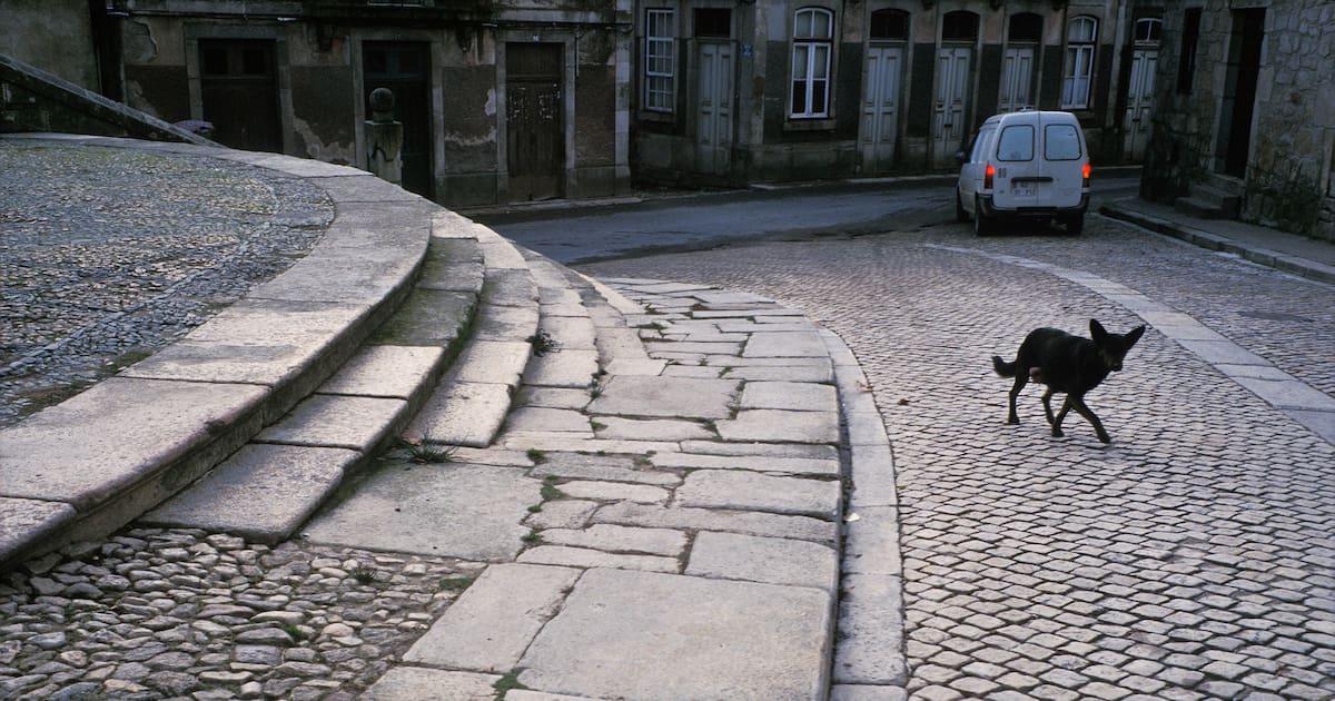 les rebuts revus d’Isabela Figueiredo – Libération