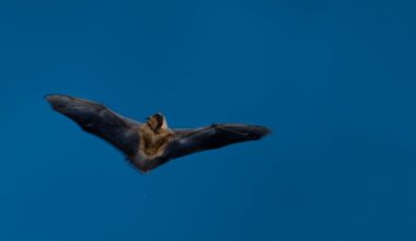 A Montpellier, après l’euthanasie des chauves-souris, la lente agonie de la «serre amazonienne» du zoo – Libération