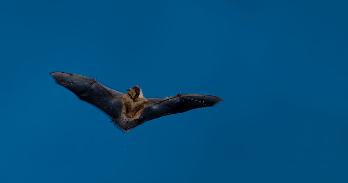 A Montpellier, après l’euthanasie des chauves-souris, la lente agonie de la «serre amazonienne» du zoo – Libération