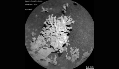 La NASA découvre un « corail » vieux de plusieurs milliards d'années sur Mars