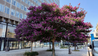Lilas des Indes, Lagerstroemia indica, arbre, Paris 19e (75)