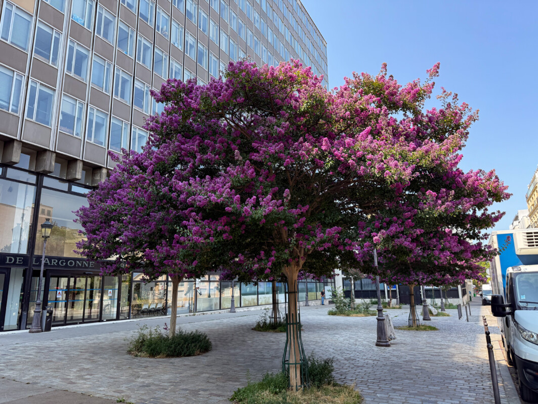 Lilas des Indes, Lagerstroemia indica, arbre, Paris 19e (75)