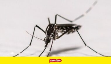 L'agence de santé de l'Union européenne indique un nombre record de cas de maladies transmises par des moustiques en Europe, et cela va s'intensifier