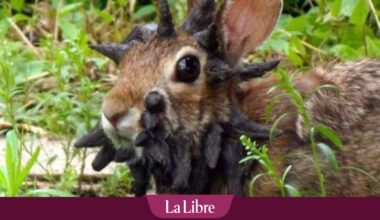 Ce virus transforme des lapins en "lapins Frankenstein"