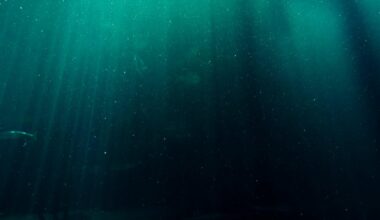 Dans les grands fonds océaniques, une bactérie tue les cellules cancéreuses