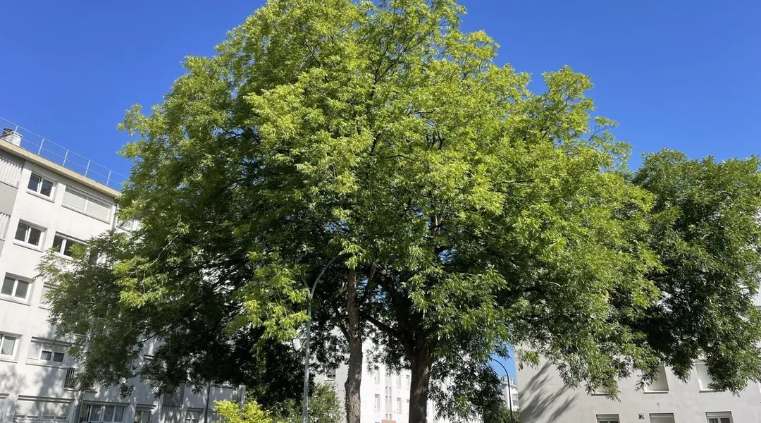 De la fraîcheur à l’ombre du pacanier de la Boissière à Nantes
